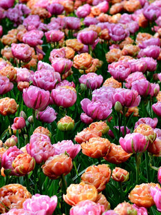 Collection Tulipe Peony Party