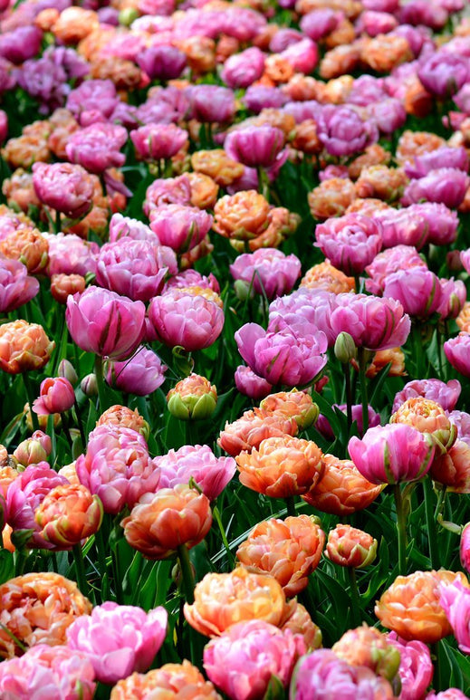 Tulipe Bulbes Collection Peony Party