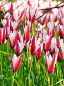 Tulipe Clusiana Peppermint Stick