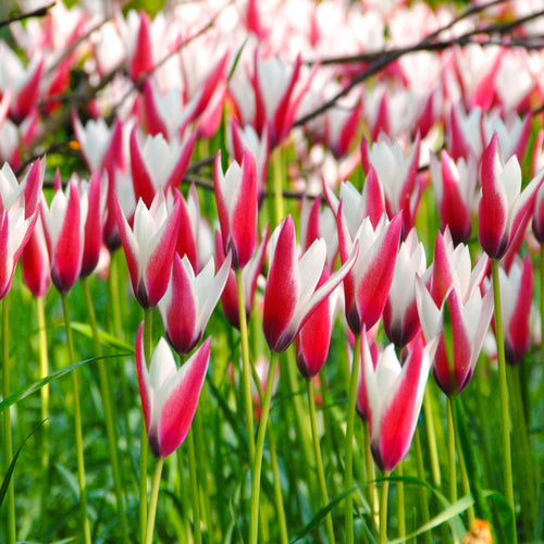 Tulipe Bulbes - Clusiana Peppermint Stick