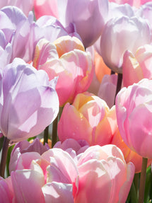 Tulipe Perfect Pastel Collection™