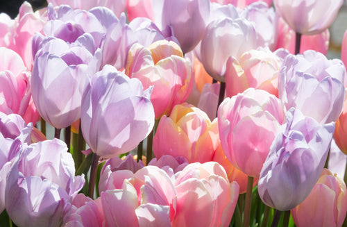 Tulipe Perfect Pastel Collection - DutchGrown™