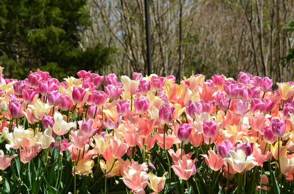 Tulipe Perfect Pastel Collection - Livraison en France de Hollande