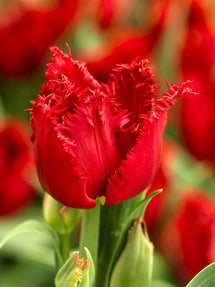 Tulipe Philly Belle®