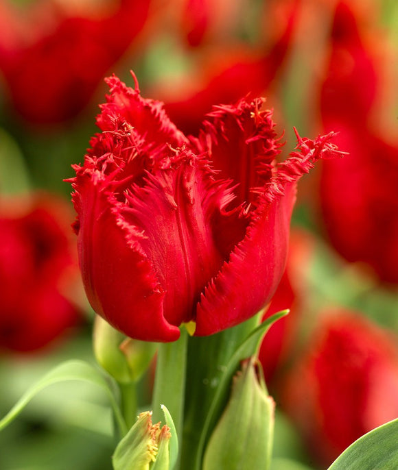 Tulipe à franges rouges - Tulipe Philly Belle
