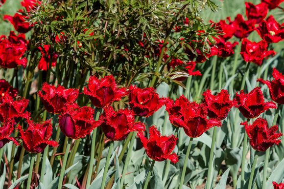 Tulipe Philly Belle - Livraison en France