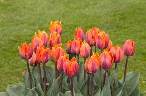 Acheter tulipe Princess Irene - Livraison en France