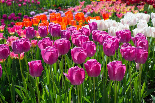 Tulipe Purple Pride - Bulbes de tulipes de Hollande