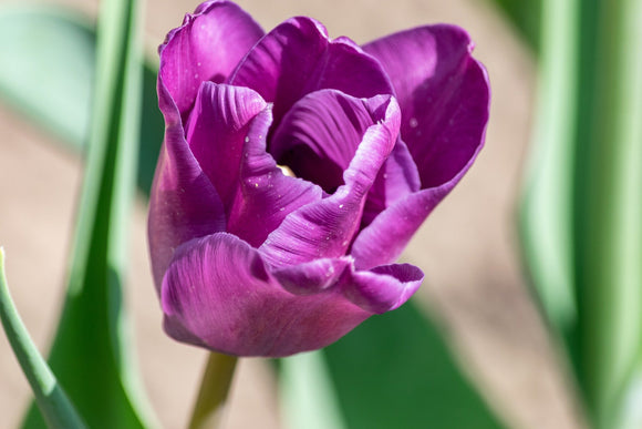 Tulipe Purple Pride - Livraison en France