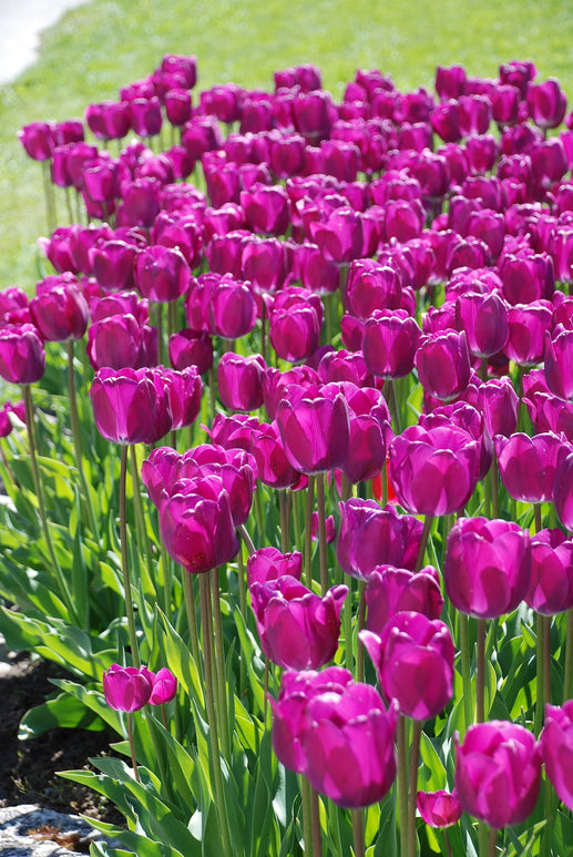 Tulipe Purple Prince - Bulbes à Fleurs | DutchGrown™