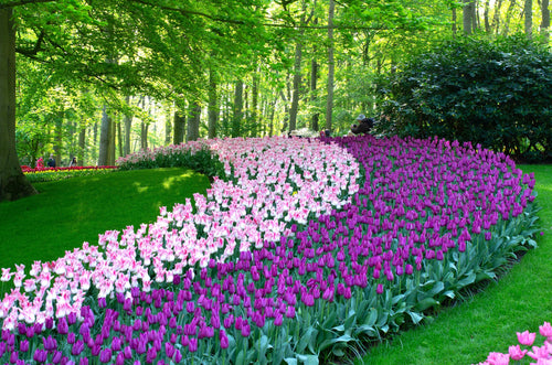 Tulipe Purple Prince - Livraison en France