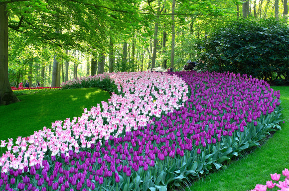Tulipe Purple Prince - Livraison en France