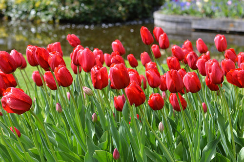 Tulipe Red Impression - Livraison en France