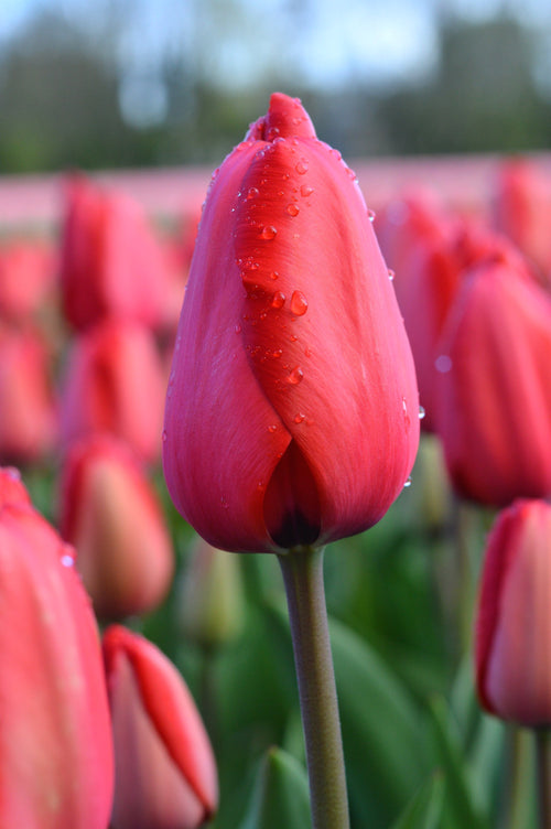 Tulipe Red Impression - Bulbes de tulipes de Hollande