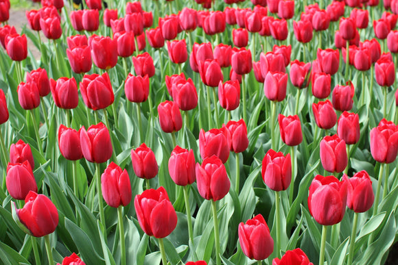 Grandes tulipes rouges - Red Impression