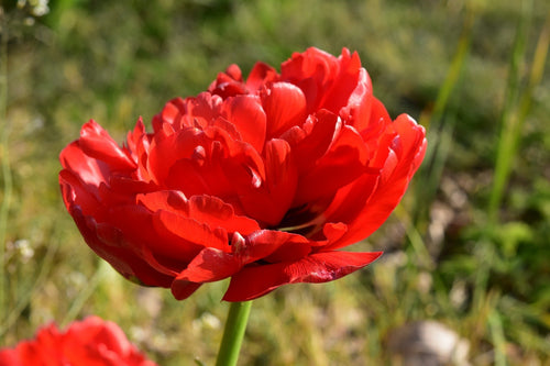 Achetez Tulipe Red Pomponette - DutchGrown™
