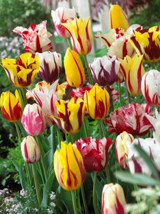 Tulipe Rembrandt Mix