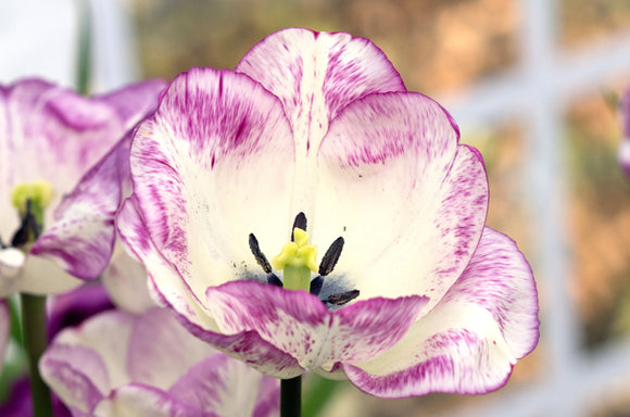 Tulipe Shirley - Livraison en France