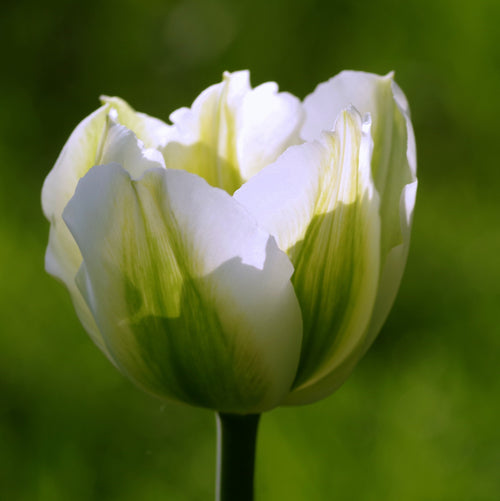 Acheter Tulipe Spring Green - DutchGrown™