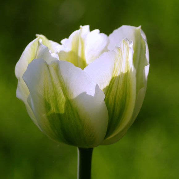 Acheter Tulipe Spring Green - DutchGrown™
