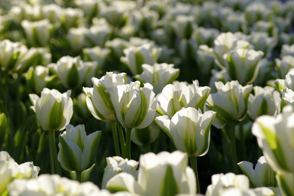 Tulipe Spring Green - Livraison en France de Hollande