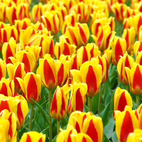 Tulipe Stresa - DutchGrown™