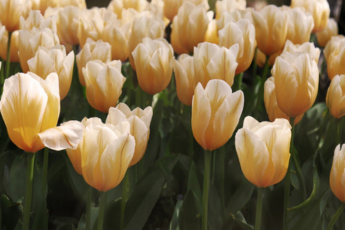 Tulipe Sweetheart - Livraison en France