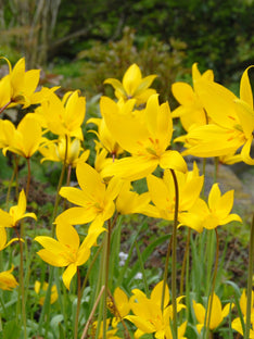 Tulipe Sylvestris