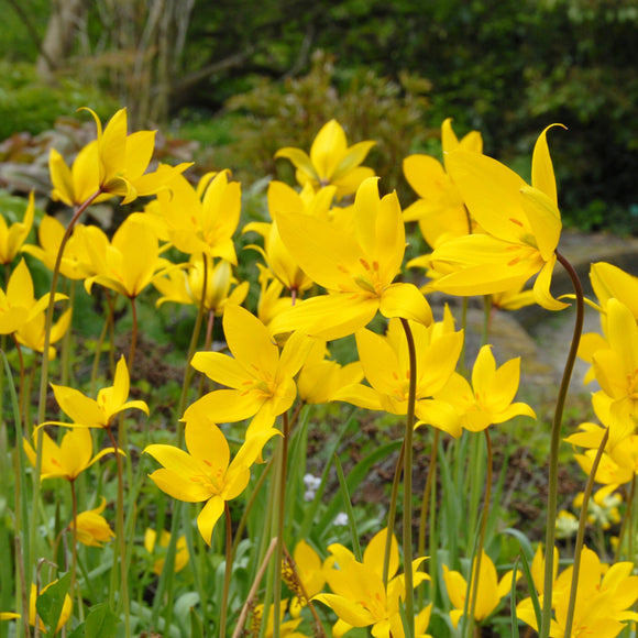 Tulipe Sylvestris de Hollande