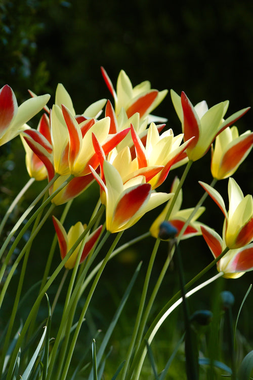 Acheter des bulbes de tulipes - Tulipe Tinka