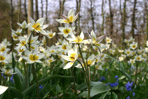 bulbes de tulipes miniatures - Tulipe Turkestanica