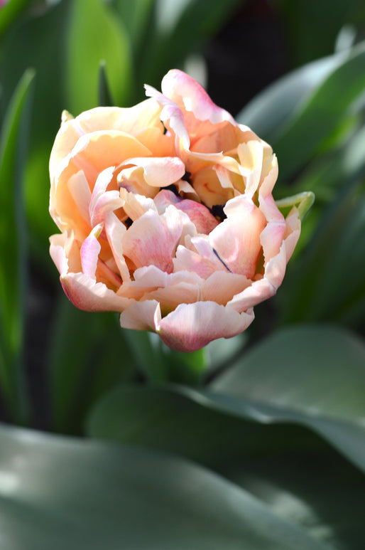 Acheter Tulipe Verona Sunrise - DutchGrown™