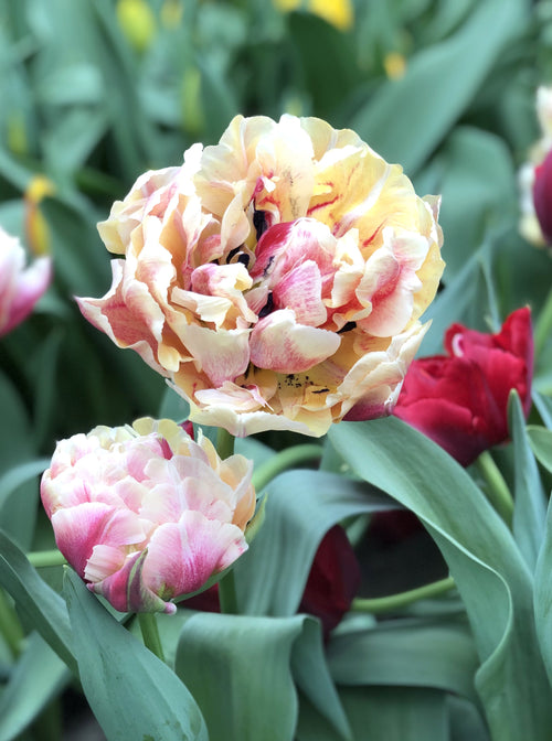Tulipe Verona Sunrise - Bulbes de tulipes de Hollande