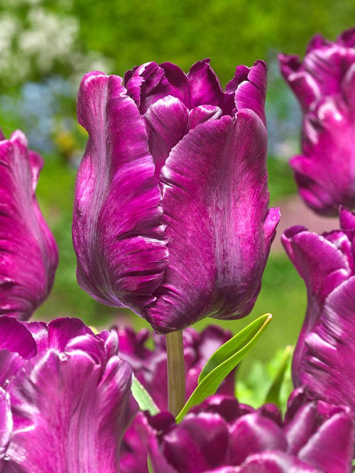 Acheter Tulip Victoria's Secret - Bulbes à fleurs de DutchGrown™