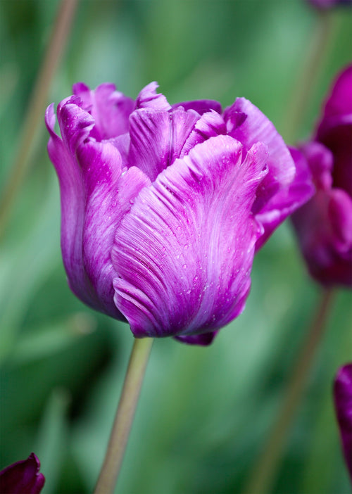 Tulipe Victoria's Secret - violet, bleu et lavande