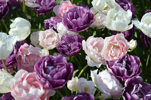 Bulbes de fleurs de tulipes violettes, blanches et roses