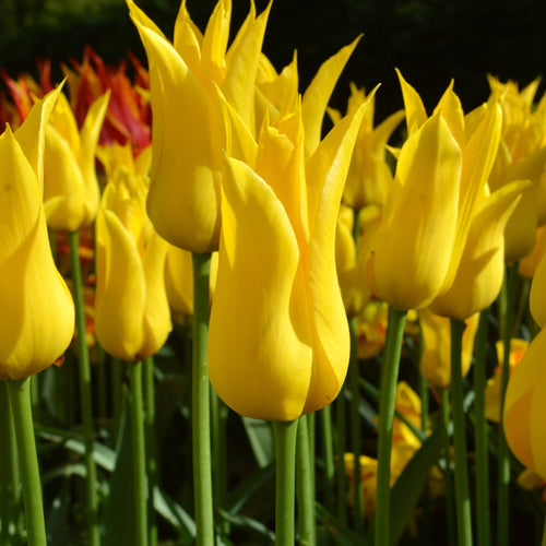 Tulipe West Point - Livraison en France