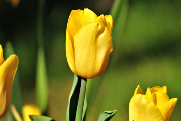 Tulipe Yellow Emperor - DutchGrown™