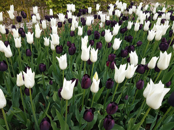 Bulbes de tulipes noires et blanches - DutchGrown™ Zebra Collection