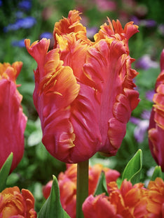 Tulipe Amazing Parrot