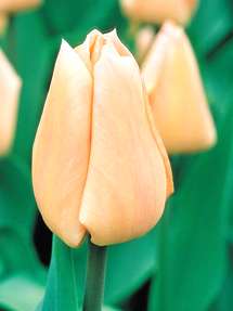 Tulipe Apricot Giant®