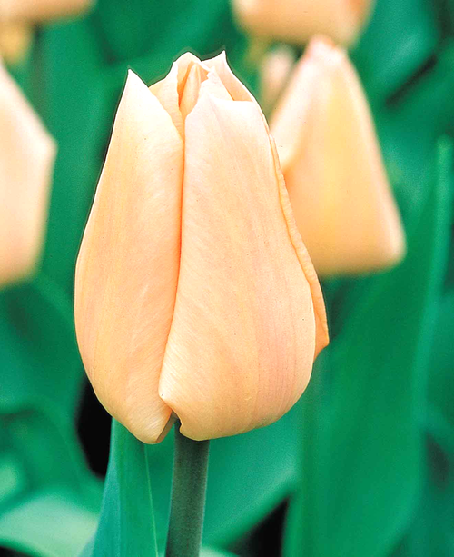 Tulipe Apricot Giant -Livraison en France | DutchGrown™