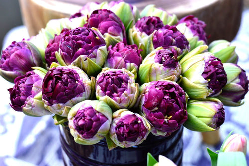 Tulipe Blue Wow - Bulbes à fleurs de DutchGrown™