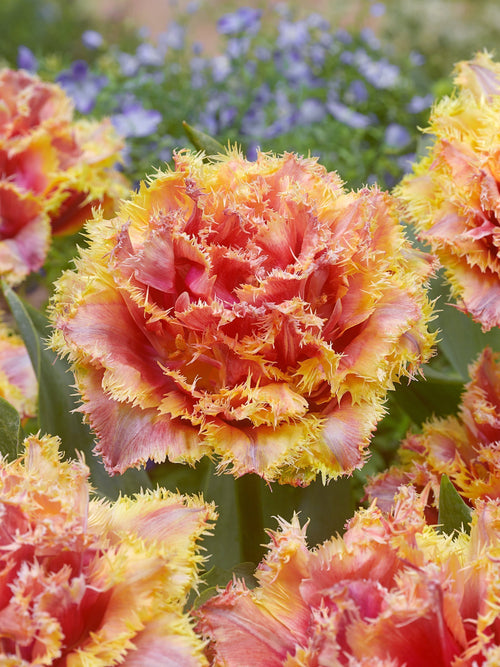 Bulbes de tulipes doubles- Tulipe Brisbane