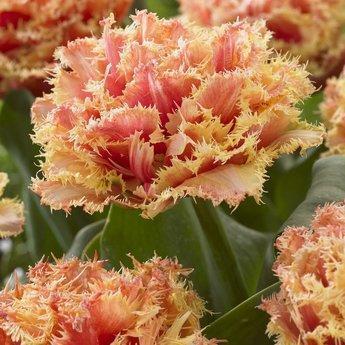 Tulipe Brisbane - Bulbes à fleurs de DutchGrown™