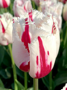 Tulipe Burning Fire