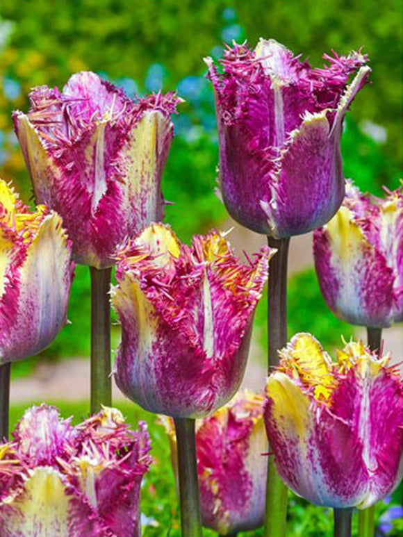 Acheter Tulipe Colour Fusion 
