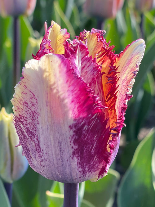 Acheter Tulipe Colour Fusion - Livraison en automne