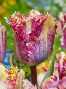 Tulipe Colour Fusion