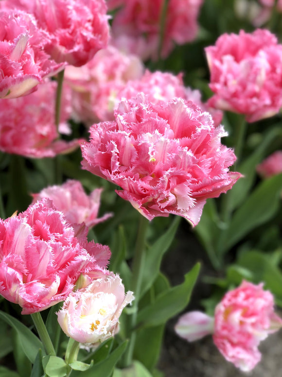 Tulipe Crispion Sweet - Bulbes à fleurs de DutchGrown™